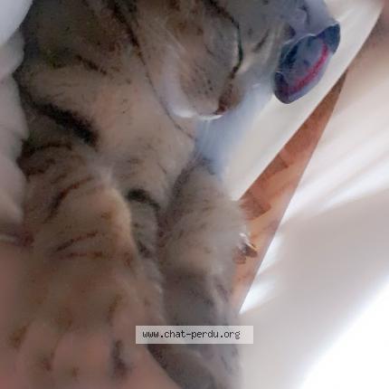 Photo de chat perdu à Marcilly En Villette