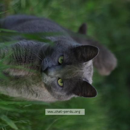 Photo 1/1 Chat retrouvé Perdu à Bagnac sur cele