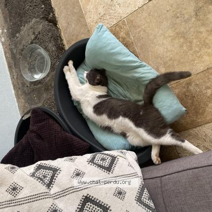 Photo de chat perdu à Voiron