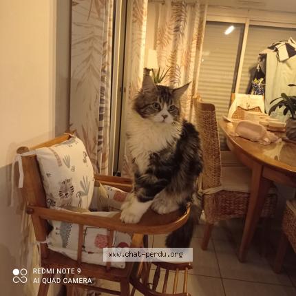 Photo de chat perdu à Caulnes