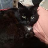 Photo de chat perdu à Antony