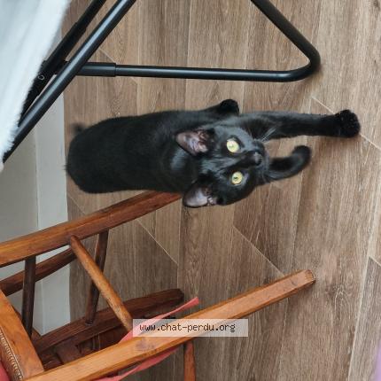Photo 1/1 Chat retrouvé Perdu à Hennebont