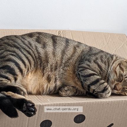 Photo de chat perdu à Saint Martin D Heres