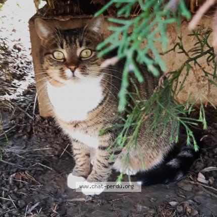 Photo de chat perdu à Orchamps
