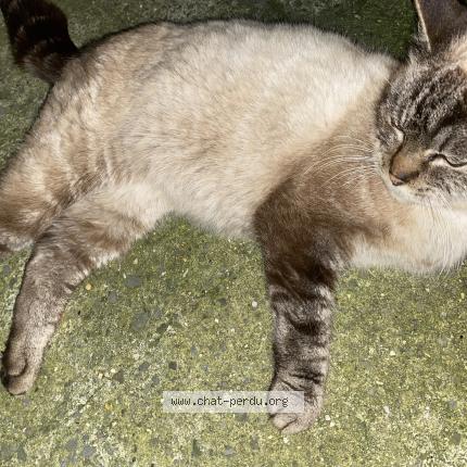 Photo 1/1 Chat retrouvé Trouvé à Douai
