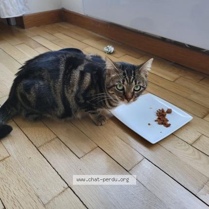 Photo de chat perdu à Fontenay Aux Roses