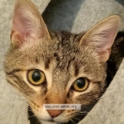Photo 1/1 Chat retrouvé Perdu à Bordeaux