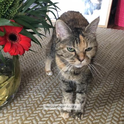 Photo de chat perdu à Cergy