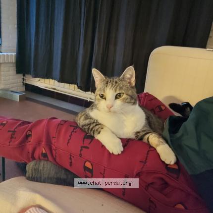 Photo de chat perdu à Hellemmes Lille