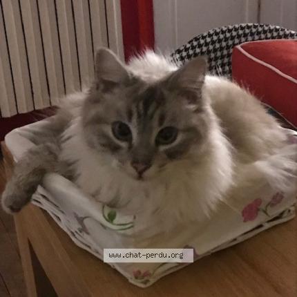 Photo 1/1 Chat retrouvé Perdu à Mont De Marsan
