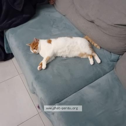 Photo de chat perdu à Evellys