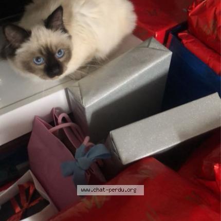 Photo de chat perdu à Mondeville