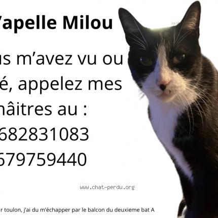 Photo de chat perdu à Toulon