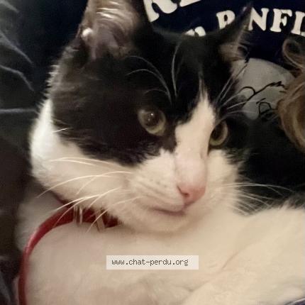 Photo 1/1 Rafale Chat perdu à Bouaye