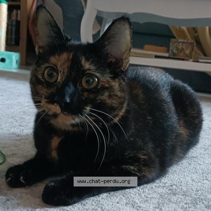 Photo de chat perdu à Courcay