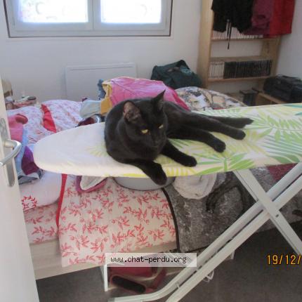 Photo 1/1 Chat retrouvé Perdu à Pierre chatel