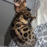 Photo de chat perdu à Conflans Saint Honorine