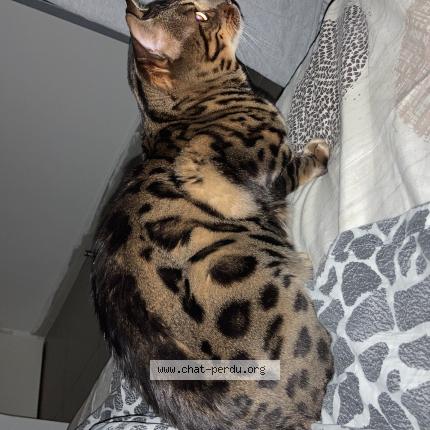 Photo 1/1 Chat retrouvé Perdu à Conflans saint honorine