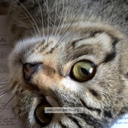 Photo 1/1 Agathe Chat perdu à Notre dame de la merci