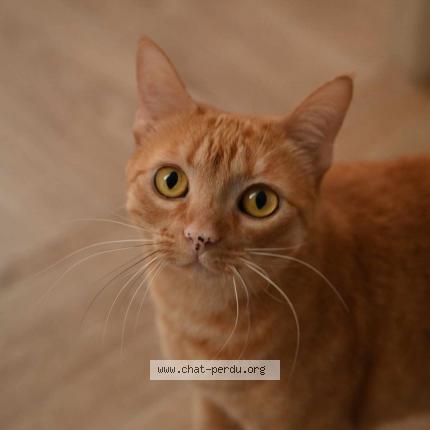 Photo de chat perdu à Pamiers