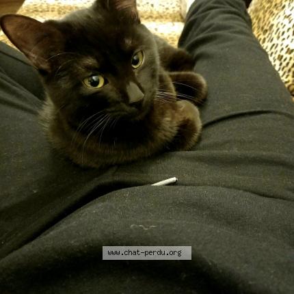 Photo de chat perdu à Marseille