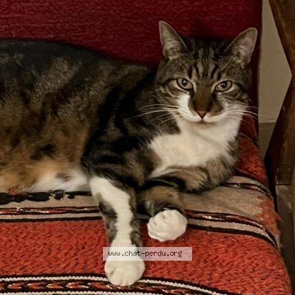 Photo de chat perdu à Lille