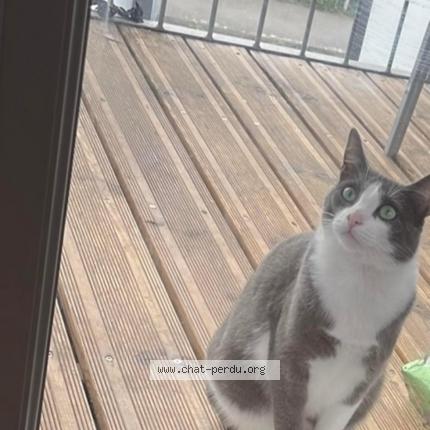 Photo de chat perdu à Saint Nazaire