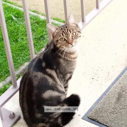 Photo 1/1 Chat retrouvé Perdu à Bruz