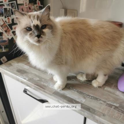 Photo 1/1 Chat retrouvé Perdu à Montboucher Sur Jabron