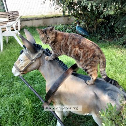 Photo de chat perdu à Brancourt En Laonnois