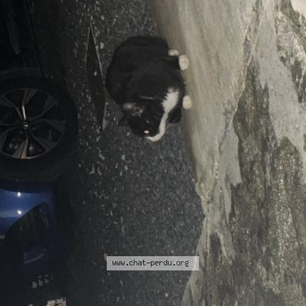 Photo 1/1 Chat retrouvé Trouvé à Cherves Richemont