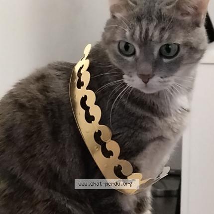 Photo de chat perdu à Courcelles Sur Seine