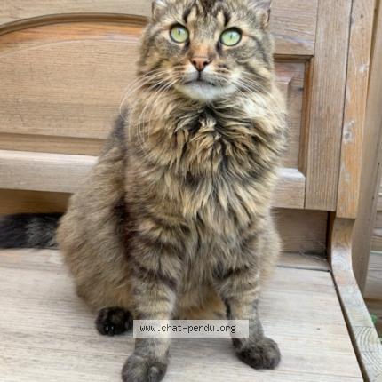 Photo de chat perdu à Lille