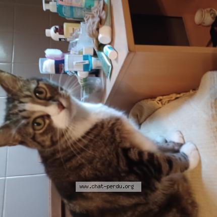 Photo de chat perdu à Perpignan