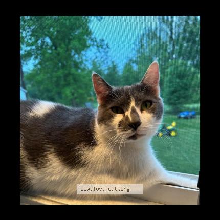 Photo 1/1 Talla Chat perdu à Rutland