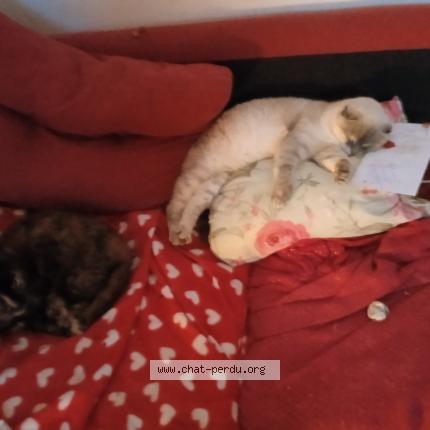 Photo de chat perdu à St Affrique
