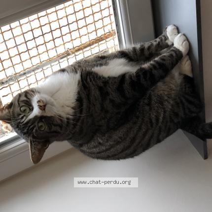 Photo de chat perdu à Saint Berthevin