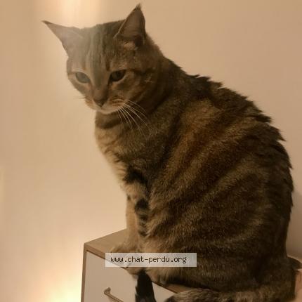 Photo 1/1 SAMBA Chat perdu à Salindres