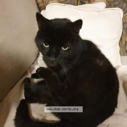 Photo de chat perdu à Gif Sur Yvette