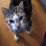 Photo de chat perdu à Saintes