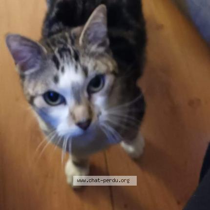 Photo 1/1 Chat retrouvé Perdu à Saintes