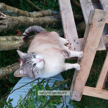 Photo 1/1 Chat retrouvé Perdu à Saint Renan