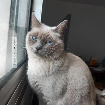Photo 1/1 Chat retrouvé Perdu à Anglet