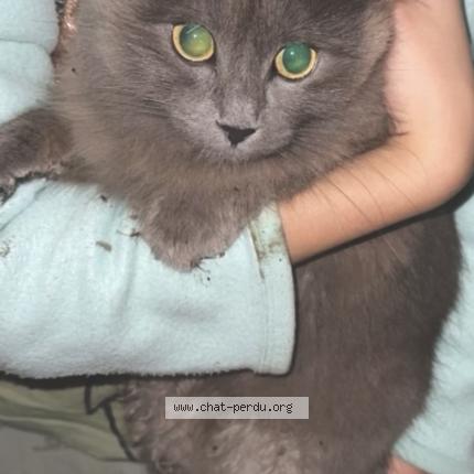 Photo de chat trouvé à Le Kremlin Bicetre