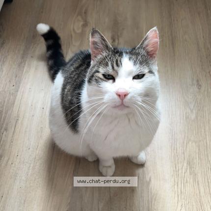 Photo de chat perdu à Mulhouse
