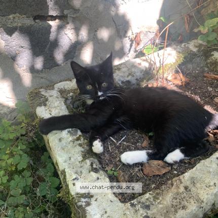 Photo 1/1 Chat retrouvé Perdu à Limoges