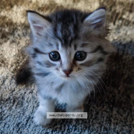 Photo de chat perdu à Angers