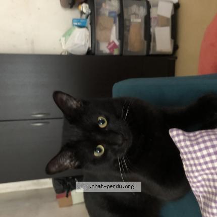 Photo 1/1 Chat retrouvé Perdu à Le Quesnoy