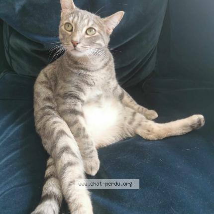 Photo de chat perdu à Bourgueil