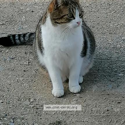 Photo de chat perdu à Montauroux